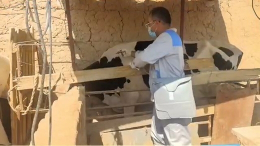 کلیپی کوتاه از عملیات واکسیناسیون دام سنگین شهرستان ابرکوه علیه بیماری تب برفکی 